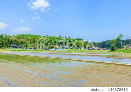 宮城　田植え直後の風景 136878416