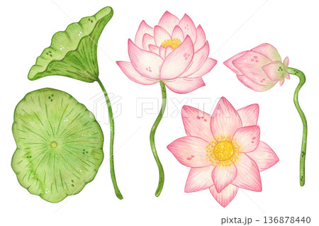 A set of lotus leaves and flowers. Hand-drawn watercolor illustration, cartoon. Design for stickers, cards, posters, scrapbooking. Plant, Chinese, Indian, flower, leaves, pink 136878440