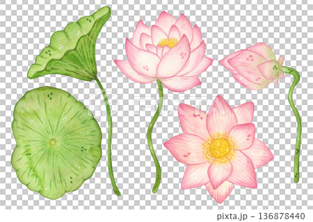 A set of lotus leaves and flowers. Hand-drawn watercolor illustration, cartoon. Design for stickers, cards, posters, scrapbooking. Plant, Chinese, Indian, flower, leaves, pink 136878440