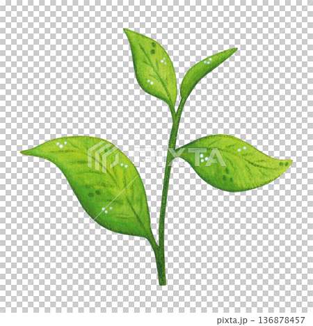 A sprig of green tea leaves. Hand-drawn watercolor illustration, cartoon. Design for stickers, cards, posters, scrapbooking. Food, China, ceremony, tea party, China, India, Japan 136878457