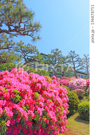 愛知県蒲郡市、満開のつつじと蒲郡クラシックホテルの風景 136878751