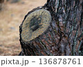 切り株 年輪 クローズアップ 136878761