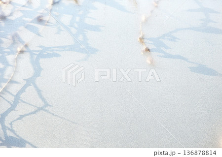 Tree Shadows Cast on a Surface of white Glass Window Background. 136878814