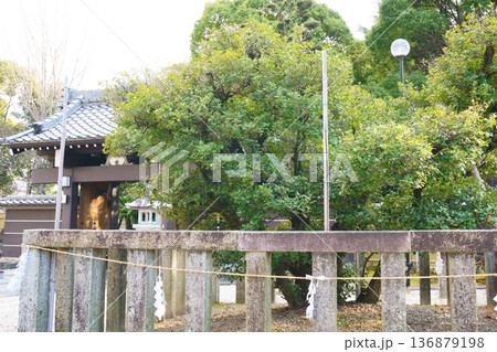 常泉寺 お手植えの柊 常泉寺 お手植えの柊 136879198