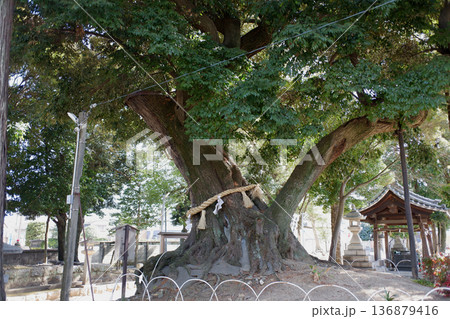 愛知県 豊川進雄神社・御神木 愛知県 豊川進雄神社・御神木 136879416