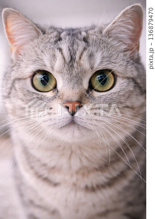 カメラ目線のドアップ猫 136879470