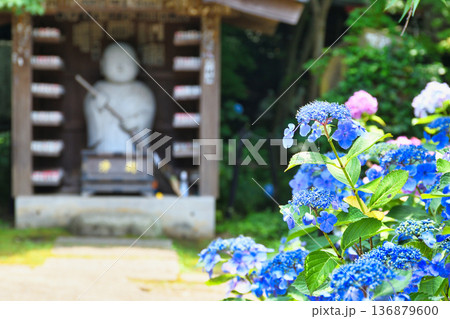 本土寺　美しいあじさい（千葉県松戸市） 136879600