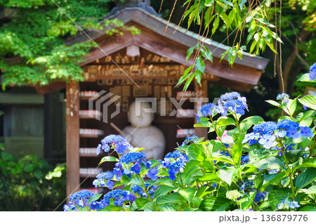 本土寺　美しいあじさい（千葉県松戸市） 136879776