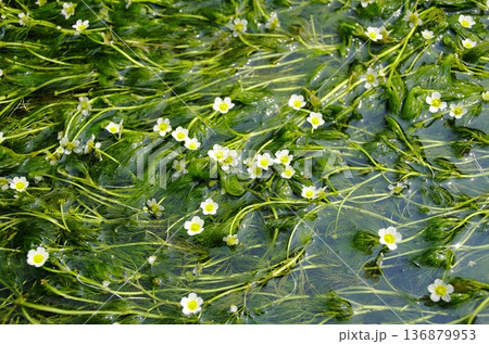 清流に揺れる梅花藻の白い花 清流に揺れる梅花藻の白い花 136879953