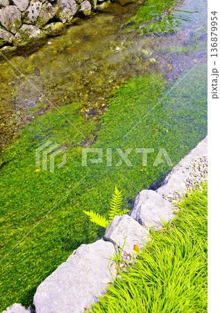 清流に揺れる梅花藻の白い花 清流に揺れる梅花藻の白い花 136879954
