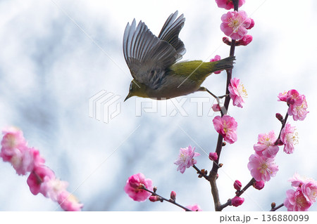 梅の花の蜜を吸うメジロ 136880099