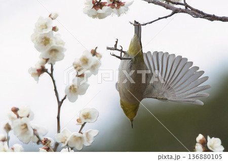 梅の花に飛ぶメジロ 梅の花に飛ぶメジロ 136880105