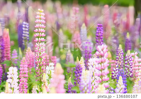 鮮やかな紫色のルピナス 136880107