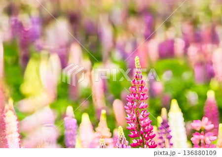春の花壇に咲くルピナスの花 春の花壇に咲くルピナスの花 136880109