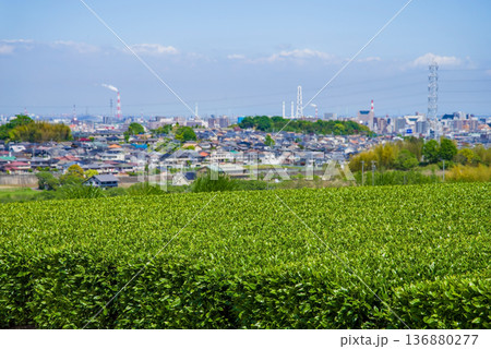 新茶畑と四日市の街並み《三重県 四日市市 川島町》 136880277