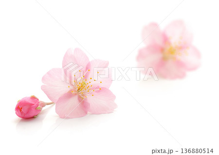 桜 花 ピンク 春 白 背景 136880514