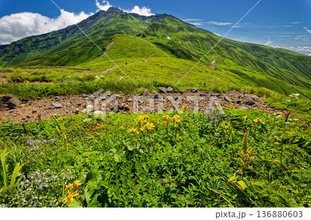 鳥海山・御田ヶ原の高山植物群落と新山山頂の眺め 136880603