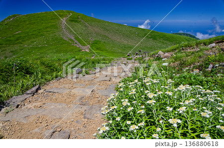 高山植物咲く夏の鳥海山・御田ヶ原の登山道 高山植物咲く夏の鳥海山・御田ヶ原の登山道 136880618