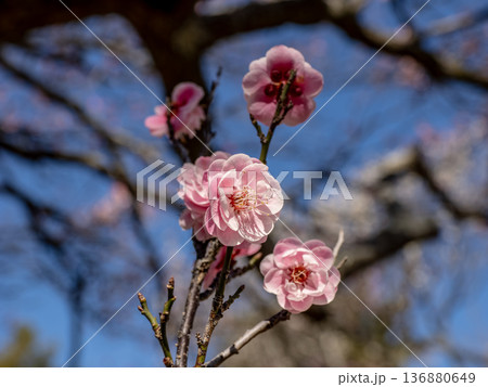 早春に咲く梅の花　紅梅【蓮久】 136880649