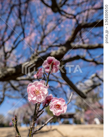 早春に咲く梅の花 紅梅【蓮久】 早春に咲く梅の花 紅梅【蓮久】 136880650