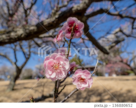 早春に咲く梅の花 紅梅【蓮久】 早春に咲く梅の花 紅梅【蓮久】 136880652