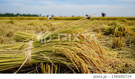 秋の収穫、田んぼで束ねられた黄金色の稲穂 136880724