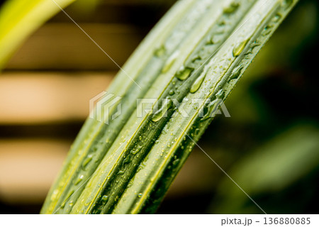Abstract colored background close up. Macro flowers and petals. Abstract colored background close up. Macro flowers and petals. 136880885