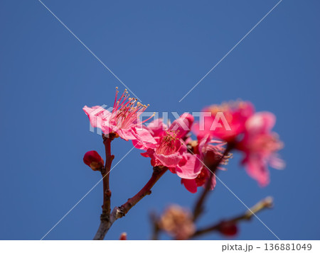 早春に咲く梅の花　紅梅【大盃】 136881049
