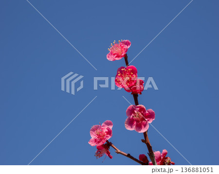 早春に咲く梅の花　紅梅【大盃】 136881051
