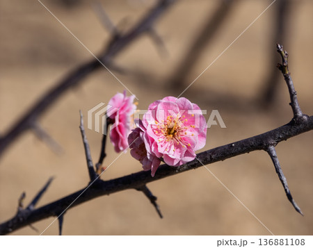 早春に咲く梅の花　紅梅【未開紅】 136881108
