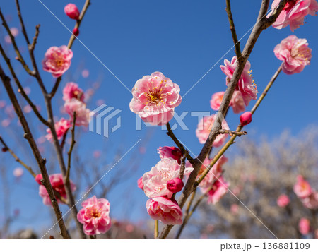 早春に咲く梅の花　紅梅【未開紅】 136881109