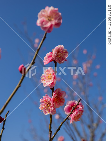 早春に咲く梅の花 紅梅【未開紅】 早春に咲く梅の花 紅梅【未開紅】 136881110