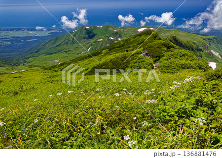 鳥海山・外輪山の高山植物群落と御浜付近の稜線・日本海の眺め 鳥海山・外輪山の高山植物群落と御浜付近の稜線・日本海の眺め 136881476