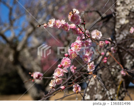 早春に咲く梅の花 枝垂れ梅【呉羽枝垂】 早春に咲く梅の花 枝垂れ梅【呉羽枝垂】 136881496