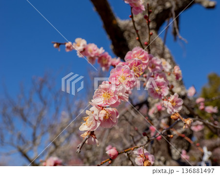 早春に咲く梅の花 枝垂れ梅【呉羽枝垂】 早春に咲く梅の花 枝垂れ梅【呉羽枝垂】 136881497