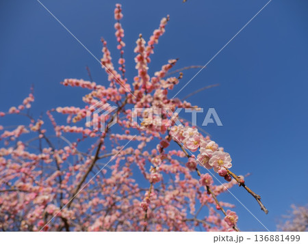 早春に咲く梅の花　枝垂れ梅【呉羽枝垂】 136881499