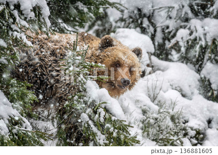 Grizzly bear walks through snowy forest during winter season in the mountains Grizzly bear walks through snowy forest during winter season in the mountains 136881605