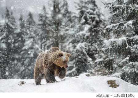 Bear wanders through snowy forest in winter while snowflakes fall softly around it Bear wanders through snowy forest in winter while snowflakes fall softly around it 136881606