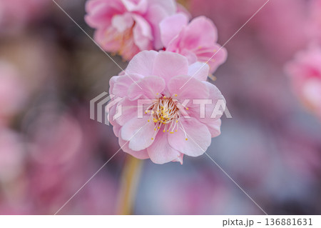 梅の花 136881631