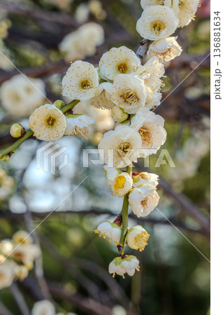 白い梅の花 136881634