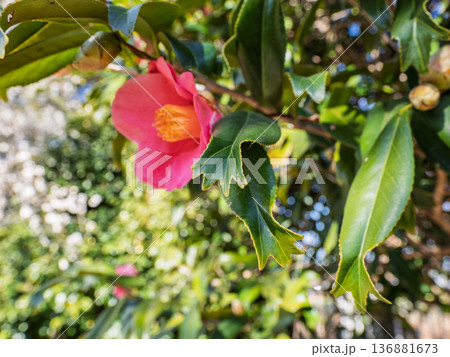 金魚葉椿（キンギョバツバキ）の葉　【葉の先端が金魚の尾ひれのように分かれる珍しい品種】 136881673