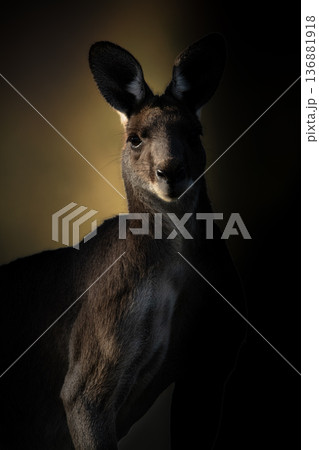 Male Eastern Grey Kangaroo Male Eastern Grey Kangaroo 136881918