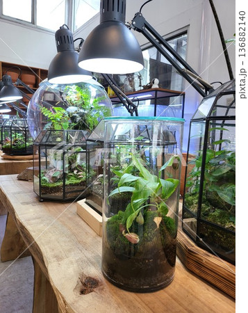 This is planted aquarium design This is planted aquarium design 136882140