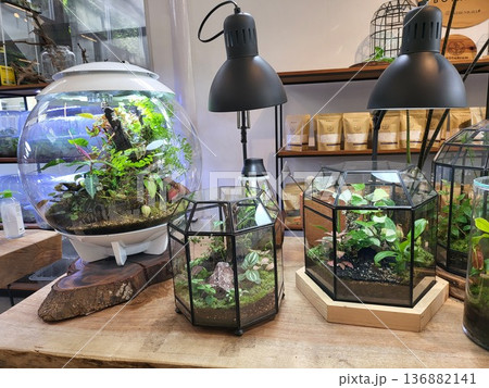 This is planted aquarium design This is planted aquarium design 136882141