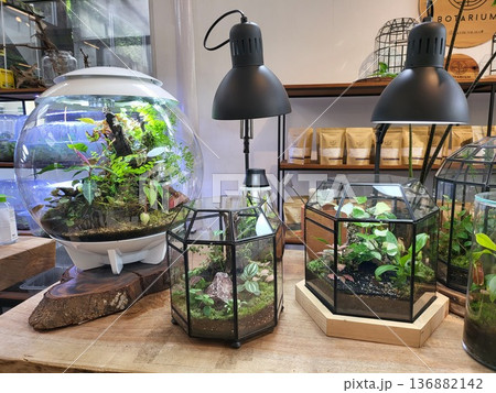 This is planted aquarium design This is planted aquarium design 136882142