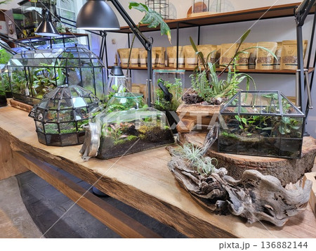 This is planted aquarium design 136882144