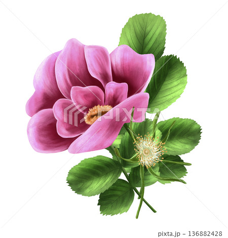 Watercolor composition of rose hips in pink tones with green leaves. Hand-drawn illustration on a white isolated background for printing on fabric and paper. Spring clip art. Botanical. Watercolor composition of rose hips in pink tones with green leaves. Hand-drawn illustration on a white isolated background for printing on fabric and paper. Spring clip art. Botanical. 136882428