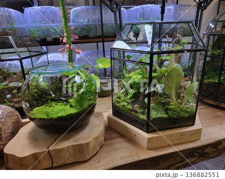 This is planted aquarium design This is planted aquarium design 136882551