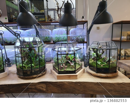 This is planted aquarium design This is planted aquarium design 136882553