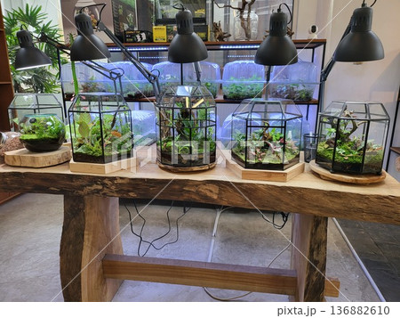 This is planted aquarium design This is planted aquarium design 136882610
